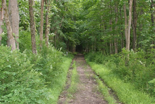 Into the wilds