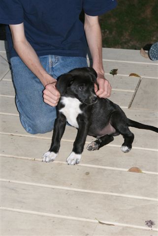 puppy 1 Puppy with Aidan