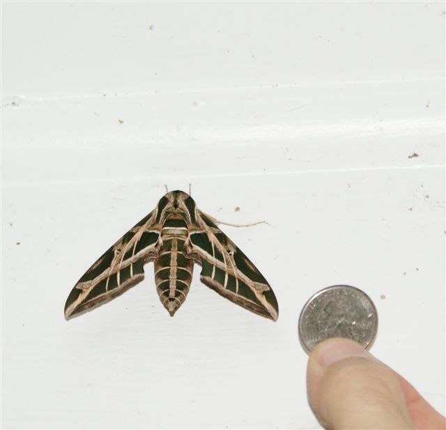 moth with quarter