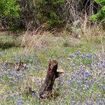bluebonnets2014 (362x640)